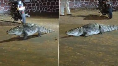 Crocodile Spotted in Mumbai: Huge Reptile Seen Roaming on IIT Bombay Powai Campus Road, Video Goes Viral