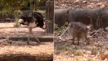 Rajasthan: First Successful Ostrich Breeding at Ramniwas Bagh Zoo in Jaipur, Female Ostrich Avantika Lays 11 Eggs (Watch Video)