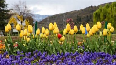 Tulip Garden Srinagar 2025 Opening Dates and Timings: Asia’s Largest Tulip Garden in Srinagar Set To Open for Public and Welcome Visitors (Watch Video)