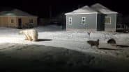 Polar Bear Spotted in Russia: Animal Strolls Through Uelen Village, Dogs Chase It Away (Watch Video)