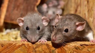 Baby Rat Found in Manchurian at Airoli Hotel in Maharashtra