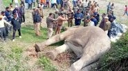 Bijnor: Elephant Electrocuted to Death After Hitting High-Tension Wire in UP&rsquo;s Amangarh Forest, Probe On (See Pics)