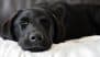 Bengaluru Horror: Woman Kills Pet Dog for Tantrik Ritual, Hides Rotting Body in Apartment for Days; Case Registered