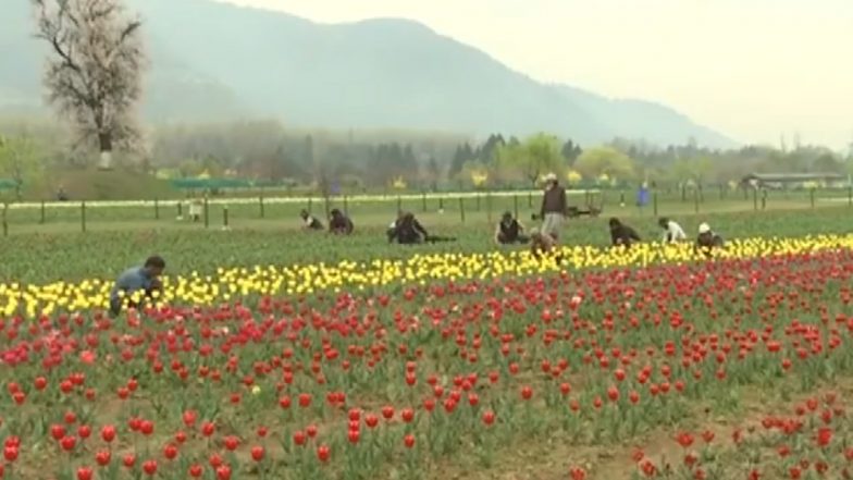 Online Ticket Booking System Started for Srinagar’s Tulip Garden