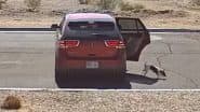 US: Arizona Woman ‘Heartlessly’ Kicks Dog out of Car, Abandons It on Road; Police Looks for Suspect As Video Goes Viral