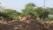 Madhya Pradesh: Female Cheetah Jwala and 4 Cubs Roam Outside Kuno National Park, Pelted With Stones; Villagers Advised Not To Panic (Watch Video)