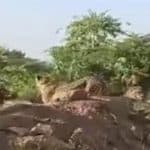 Cheetahs in Madhya Pradesh: Female Cheetah Jwala, Four Cubs Make Way Outside Kuno Park, People Spotted Chasing Away With Sticks (Watch Video)