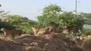 Cheetahs in Madhya Pradesh: Female Cheetah Jwala, Four Cubs Make Way Outside Kuno Park, People Spotted Chasing Away With Sticks (Watch Video)
