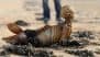 Mermaid Skeleton Found in UK? Margate Beach Visitors Stunned as Mystery Skeletal Remains Washes Ashore, Pics Go Viral