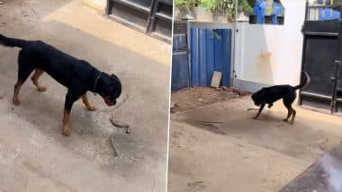 Rottweiler vs Cobra Viral Video: Dog Rips Venomous Snake in Half in Seconds During Terrifying Showdown, Chilling Instagram Reel of the Intense Face-Off Is Not for the Faint-Hearted (Watch)