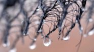 Fog Harvesting: How to Get Water from the Clouds