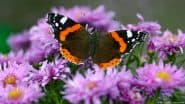 US Butterfly Populations Have Plummeted in the Last Decade