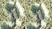 Tiger Spotted in Lakhimpur Kheri: Big Cat Seen Taking Nap in Wheat Fields in Uttar Pradesh, Drone Video Goes Viral