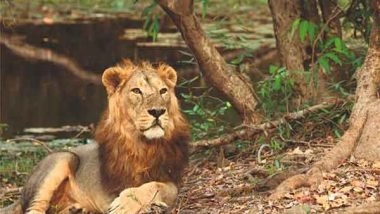 India News | Gujarat: Union Government Approves Project Lion for over Rs 2,900 Crore for Asiatic Lion Conservation