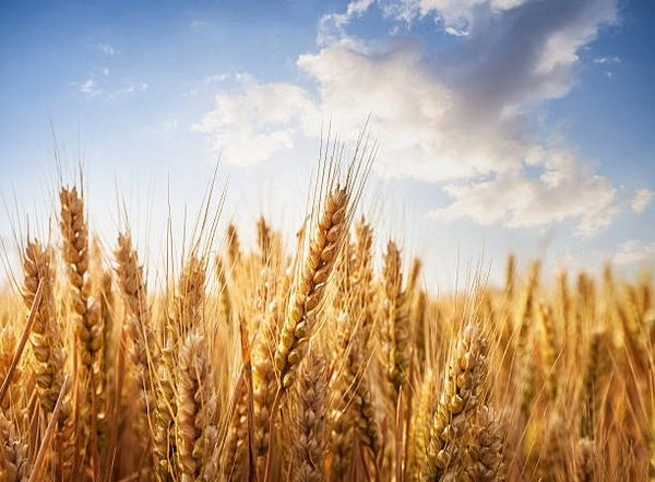 World News | Pakistan: Wheat Crops at Risk as Dams Approaching Dead Levels