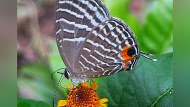 Health News | Study Raises Possibility of Country Without Butterflies