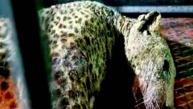 India News | TN: Leopard Captured After Attacking Goats in Coimbatore's Onapalayam Area