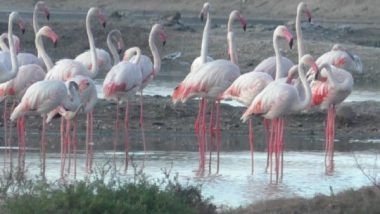 India News | Tamil Nadu: Large Flock of Flamingos Arrive in Coastal Areas of Thoothukudi