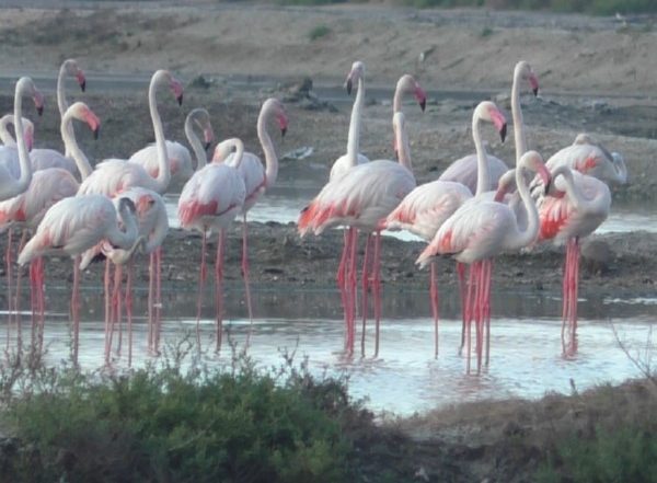 India News | Tamil Nadu: Large Flock of Flamingos Arrive in Coastal Areas of Thoothukudi