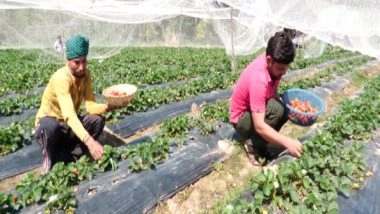 India News | J-K: Udhampur Sees Surge in Strawberry Farming, Thanks to Govt Schemes