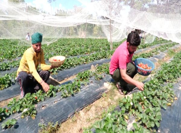 India News | J-K: Udhampur Sees Surge in Strawberry Farming, Thanks to Govt Schemes