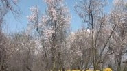 India News | J-K: Almond Blossoms Draws Tourists in Srinagar's Badamwari Garden