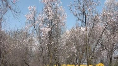 India News | J-K: Almond Blossoms Draws Tourists in Srinagar's Badamwari Garden