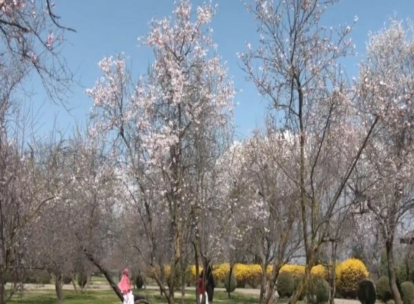 India News | J-K: Almond Blossoms Draws Tourists in Srinagar's Badamwari Garden
