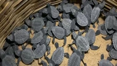 India News | Tamil Nadu: Forest Department Recovers 2,000 Turtle Eggs in Thoothukudi