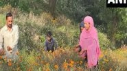 India News | J-K: Local Farmer in Katra Turns Flower Farming into Business Venture, Earns Rs 10 Lakh Annually