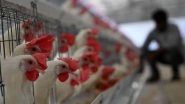Bird Flu Alert: Mass Culling in 3 Districts of Karnataka After Rise in Avian Influenza Cases
