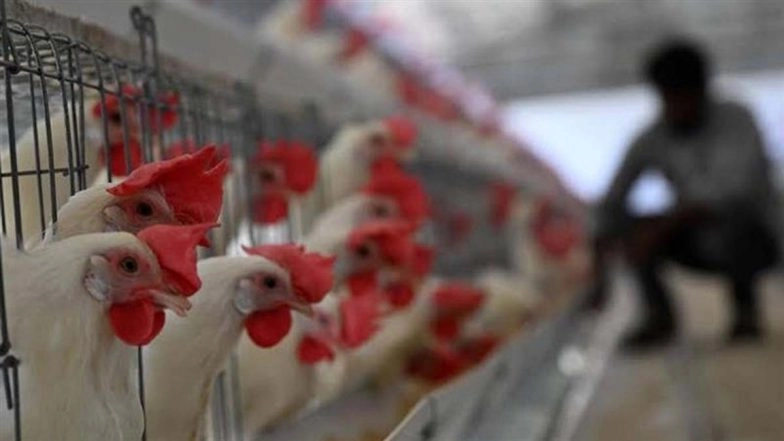 Bird Flu Alert in Karnataka: H5N1 Avian Influenza Outbreak Detected Near Bengaluru, Key Symptoms and How To Stay Safe