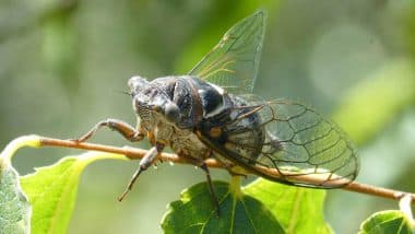 Cicadas Return to US in 2025: Buzzing Cicadas From 'Brood XIV' Will Emerge Across America This Spring, Know Which States Will See the Noisy Insects