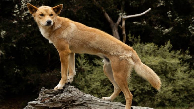 'Macchali' Death: Only Female Dhole Dies During Treatment in Delhi Zoo