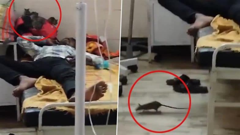 Mandla: Rats Spotted Roaming on Beds in Children슬롯사이트s Ward of Hospital in Madhya Pradesh, Probe Ordered After Video Goes Viral
