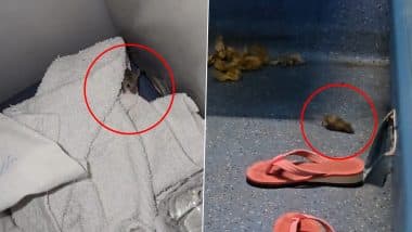 Rat Menace in Train: Passenger Shares Videos of Rodents Crawling Over Seats and Luggage in AC Coach of South Bihar Express, Indian Railways Responds