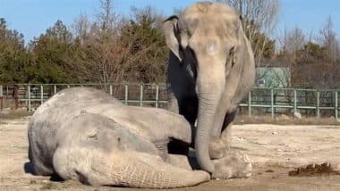 Heartbreaking Farewell: Retired Circus Elephant Mourns Beside Its Long-Time Performing Partner As She Collapses and Dies in Russia; Video Surfaces