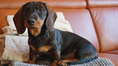 Russia Dog Attack: Infant Mauled to Death by Aggressive Dachshund After Vets Refuse Euthanasia Request in Seversk