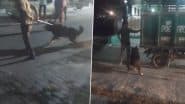 Kanpur Dog Attack: German Shepherd Mauls 90-Year-Old Woman to Death in Uttar Pradesh (Watch Video)