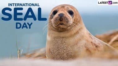 International Seal Day 2025: Adorable Instagram Reels of Seals That Showcase the Charm and Importance of These Ocean Icons (Watch Videos)