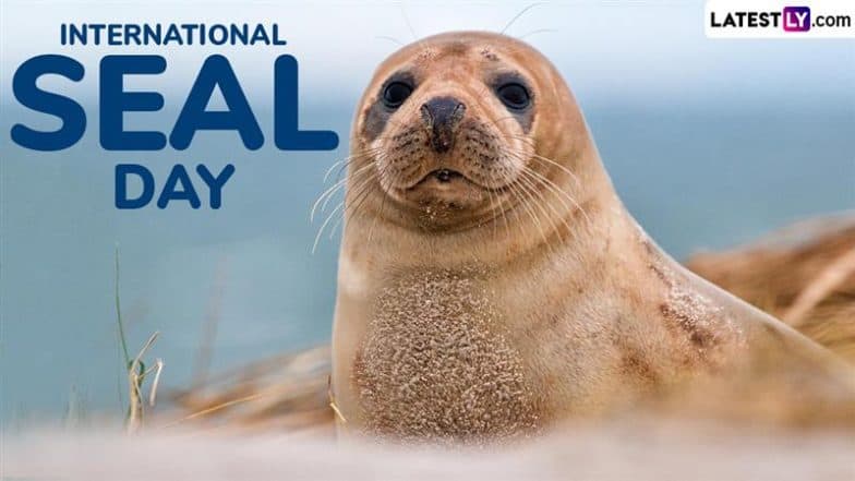 International Seal Day 2025: Adorable Instagram Reels of Seals That Showcase the Charm and Importance of These Ocean Icons (Watch Videos)