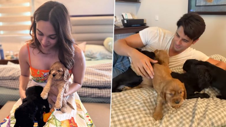 Parents-To-Be Kiara Advani and Sidharth Malhotra’s Playtime With Puppies Is the Sweetest Thing You’ll See! (View Pics)