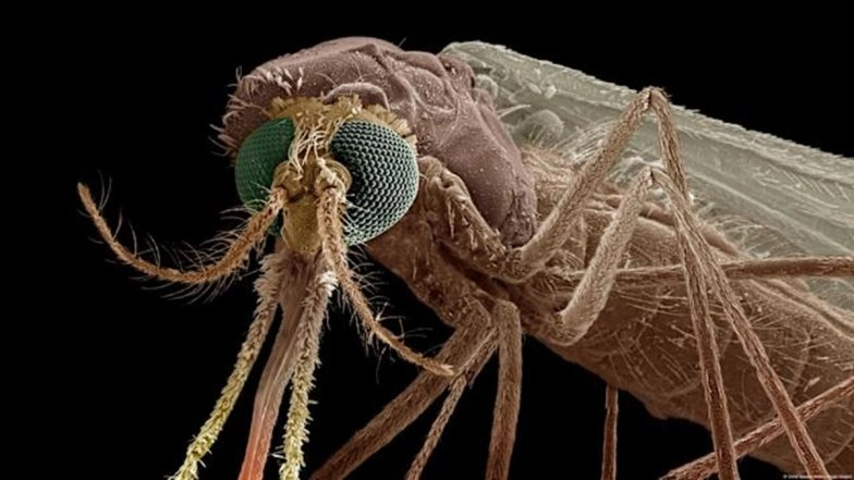 A New Drug 'Nitisinone' Makes Your Blood Toxic to Mosquitoes To Fight Malaria