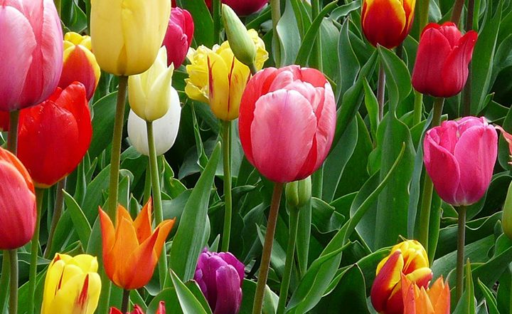 Spring 2025 Flowers: Best Blooms for a Colourful Garden