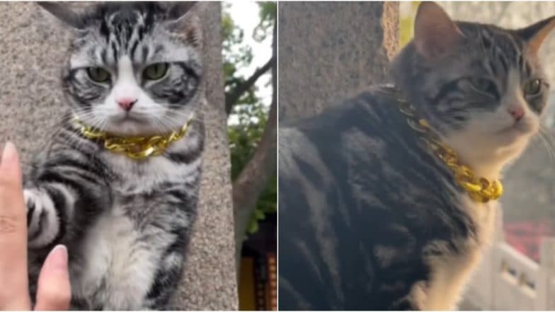 Temple Cat in China Greets Visitors With High-Fives and Blessings; Turns Into an Overnight Internet Sensation (Watch Video)