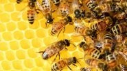 Deadly Bee Attack in MP: Hero Husband Dies Saving Wife From Swarm of Honeybees in Shahdol Forest