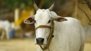Cabinet Nod for Supply of Generic Veterinary Medicines Under INR 3,880-Crore Livestock Health and Disease Control Programme