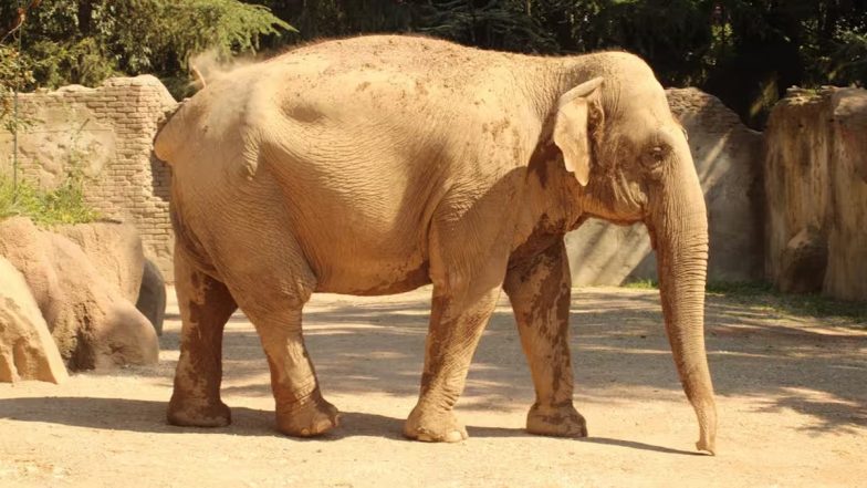 Elephant Attack in Jharkhand: Rampaging Elephants Kill 7 in Gumla and Simdega, Forest Department Urges People To Stay Alert