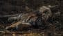 Rajasthan: Man Sneaks Into Large Water Pipe at Ranthambore National Park, Touches and Plays With Tiger Cubs; FIR Registered After Video Goes Viral