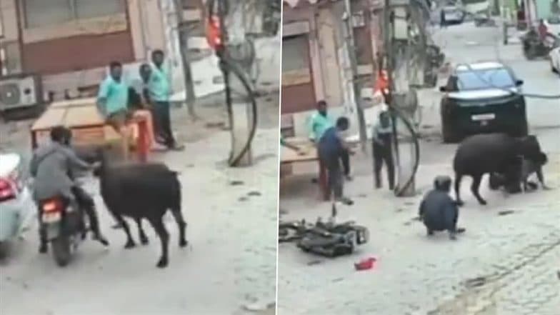Stray Cattle Attack in Bikaner: Cow Pushes Couple to the Ground, Injures Rescuer in Viral Video